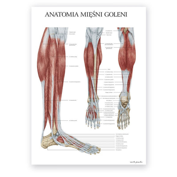 Plakaty anatomiczne Marty Pawelec